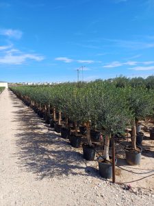 Olijfboom - Olea Europaea - 25 jaar oude boom