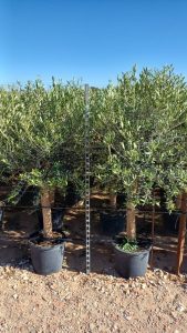 Olijfboom - Olea Europaea - 25 jaar oude boom