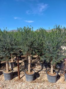 Olijfboom - Olea Europaea - 25 jaar oude boom