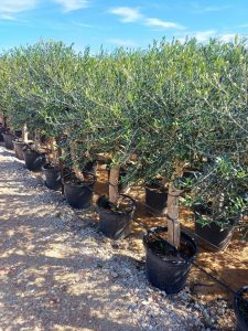 Olijfboom - Olea Europaea - 25 jaar oude boom