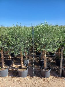 Olijfboom - Olea Europaea - 25 jaar oude boom