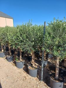Olijfboom - Olea Europaea - 25 jaar oude boom