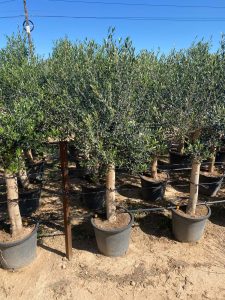 Olijfboom - Olea Europaea - 25 jaar oude boom