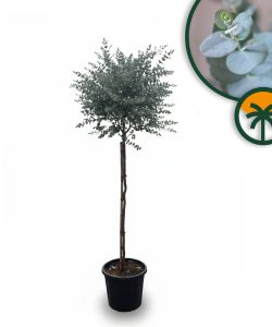 Eucalyptus Gunni op stam - 160 cm