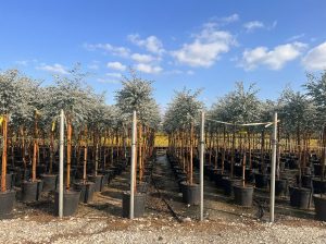 Eucalyptus Gunni op stam - 160 cm