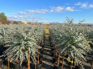 Eucalyptus Gunni op stam - 160 cm