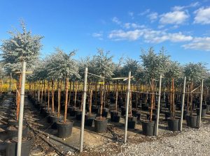 Eucalyptus Gunni op stam - 160 cm