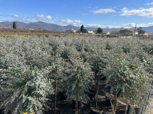 Eucalyptus Gunni op stam - 160 cm