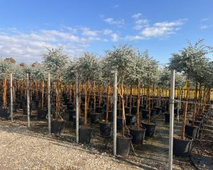 Eucalyptus Gunni op stam - 160 cm