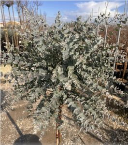 Eucalyptus Gunni op stam - 160 cm