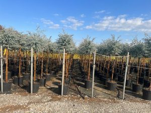 Eucalyptus Gunni op stam - 160 cm