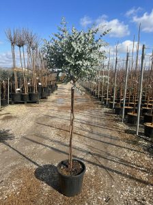 Eucalyptus Gunni op stam - 160 cm