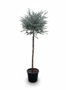 Eucalyptus Gunni op stam - 160 cm