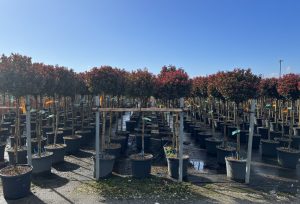 Photinia Fraseri Chico op stam – 150 cm – 25L – Winterhard - Glansmispel