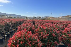 Photinia Fraseri Chico op stam – 150 cm – 25L – Winterhard - Glansmispel
