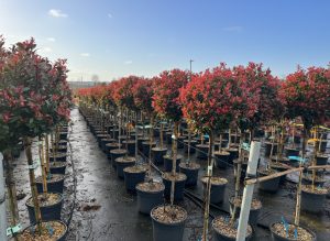Photinia Fraseri Chico op stam – 150 cm – 25L – Winterhard - Glansmispel