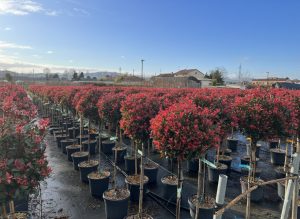 Photinia Fraseri Chico op stam – 150 cm – 25L – Winterhard - Glansmispel