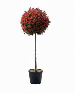 Photinia Fraseri Chico op stam – 150 cm – 25L – Winterhard - Glansmispel
