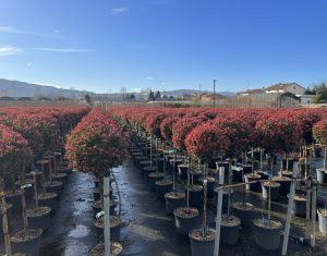 Photinia Fraseri Chico op stam – 120 cm – 18L – Winterhard - Glansmispel