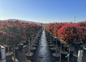 Photinia Fraseri Chico op stam – 120 cm – 18L – Winterhard - Glansmispel
