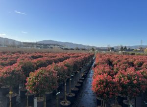 Photinia Fraseri Chico op stam – 120 cm – 18L – Winterhard - Glansmispel
