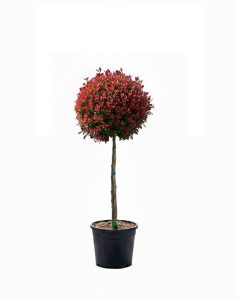 Photinia Fraseri Chico op stam – 120 cm – 18L – Winterhard - Glansmispel