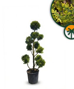 Leylandii Pom Pon – 150 cm – 18L – Winterhard