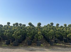 Leylandii Pom Pon – 150 cm – 18L – Winterhard