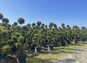 Leylandii Pom Pon – 150 cm – 18L – Winterhard