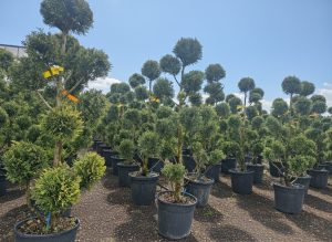 Leylandii Pom Pon – 150 cm – 18L – Winterhard