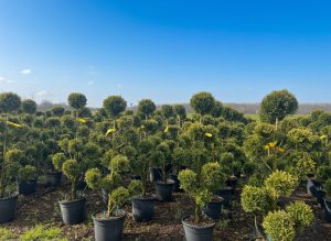 Leylandii Pom Pon – 150 cm – 18L – Winterhard