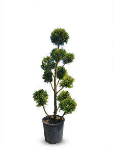 Leylandii Pom Pon – 150 cm – 18L – Winterhard