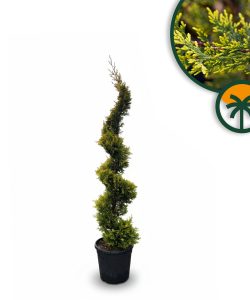 Leylandii Spiral – 150 cm – Winterhard