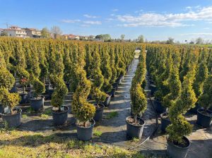Leylandii Spiral – 150 cm – Winterhard