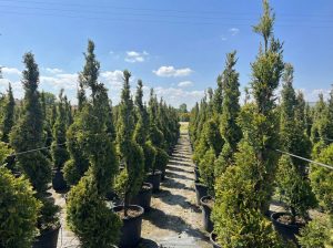 Leylandii Spiral – 150 cm – Winterhard