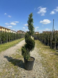 Leylandii Spiral – 150 cm – Winterhard
