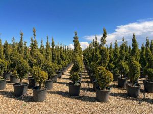 Leylandii Spiral – 150 cm – Winterhard