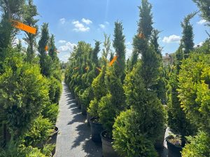Leylandii Spiral – 150 cm – Winterhard