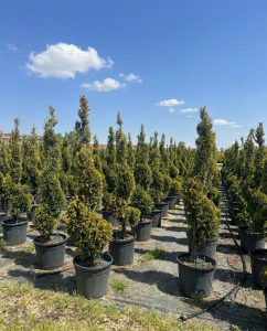 Leylandii Spiral – 150 cm – Winterhard