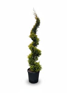 Leylandii Spiral – 150 cm – Winterhard