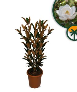 Magnolia Grandiflora 'Gallisoniensis' - 100 cm