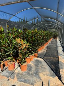 Magnolia Grandiflora 'Gallisoniensis' - 100 cm