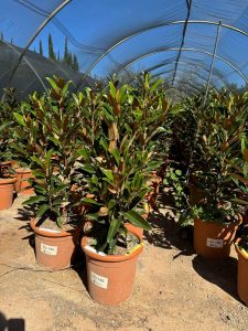 Magnolia Grandiflora 'Gallisoniensis' - 100 cm