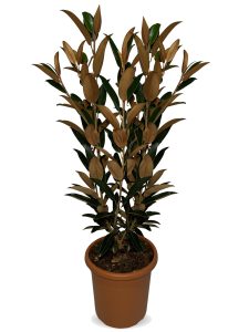 Magnolia Grandiflora 'Gallisoniensis' - 100 cm