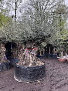 Olijfboom Bonsai - Olea Europaea - 350 jaar - stamomtrek 270 cm