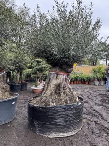 Olijfboom Bonsai - Olea Europaea - 350 jaar - stamomtrek 270 cm