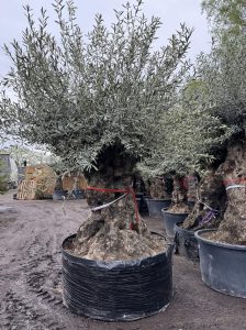 Olijfboom Bonsai - Olea Europaea - 350 jaar - stamomtrek 270 cm