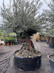 Olijfboom Bonsai - Olea Europaea - 350 jaar - stamomtrek 270 cm