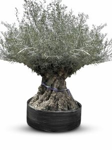 Olijfboom Bonsai - Olea Europaea - 350 jaar - stamomtrek 270 cm