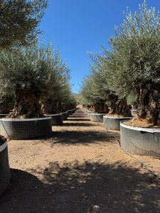Olijfboom Bonsai - Olea Europaea - 350 jaar - stamomtrek 270 cm
